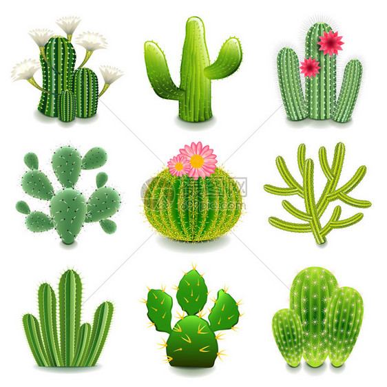 Cactus图标详细图片符合实际图片