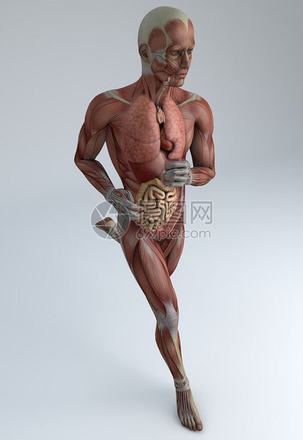 跑步者肌肉系统人消图片