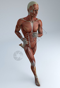跑步者肌肉系统人消图片