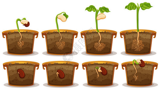 煲仔饭插图中的种子发芽背景图片