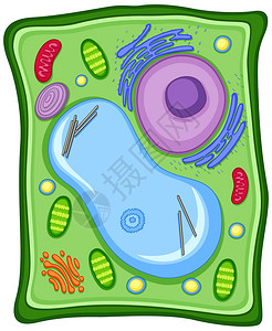 植物细胞与细胞膜图图片