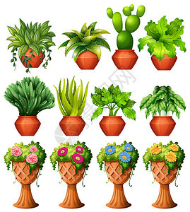 一组植物在花盆插图图片