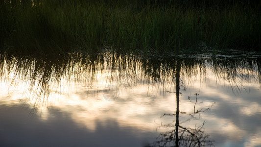 水中树木的抽象反射与日落颜色背景图片