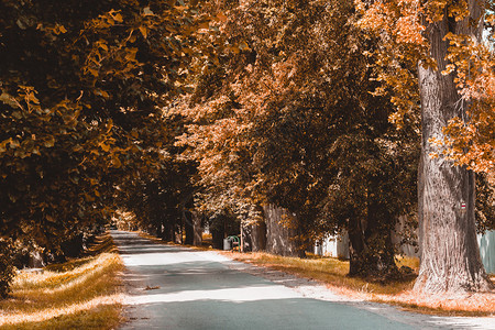 美丽的柏油路和树胡同夏季乡村景观乡村景观中的抽象彩色复古色调树美丽的图片