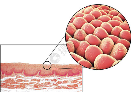 人体细胞光显微照片和3D插图显微照片显示食管非角化图片
