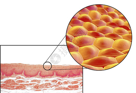 人体细胞光显微照片和3D插图显微照片显示食管非角化图片