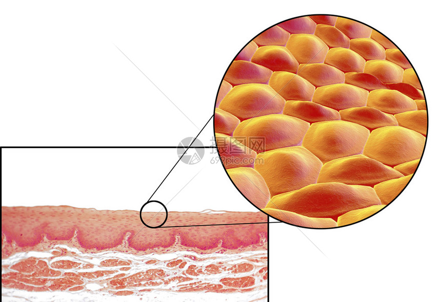 人体细胞光显微照片和3D插图显微照片显示食管非角化图片
