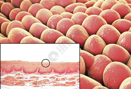 人体细胞光显微照片和3D插图显微照片显示食管非角化图片