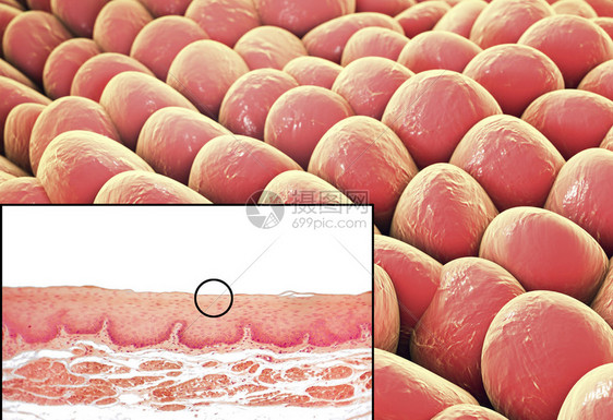 人体细胞光显微照片和3D插图显微照片显示食管非角化图片