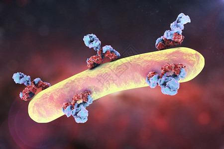 抗体攻击细菌免疫蛋白球泡和细菌图片