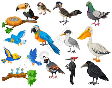 不同种类的鸟集插图图片