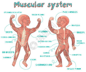 儿童人类肌肉系统图片