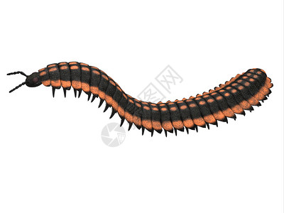 Arthropleura是一个巨型昆虫无脊椎动物图片