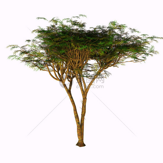 Acacia树伞在非洲萨赫勒苏丹和中东均有发现图片