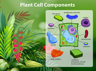 植物细胞成分图说明图片