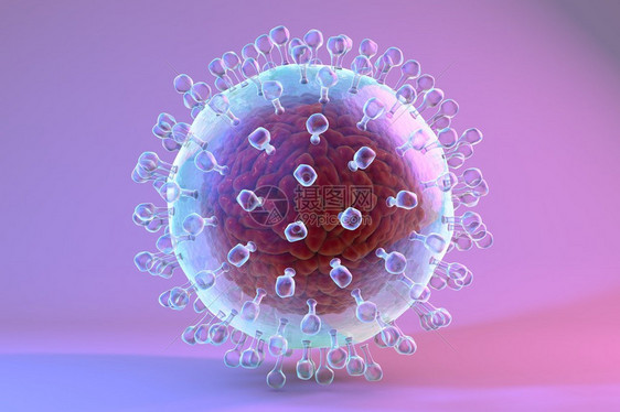 丙型肝炎模型图片
