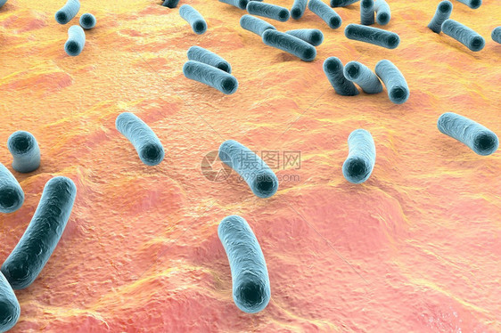皮肤表面的细菌粘膜或肠道Esherichia大肠SalmonellaMycobactium结核病模型模拟电子显微图片