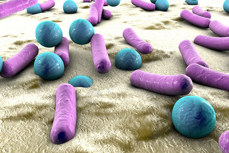 皮肤表面的细菌粘膜或肠道Esherichia大肠SalmonellaMycobactium结核病模型模拟电子显微图片
