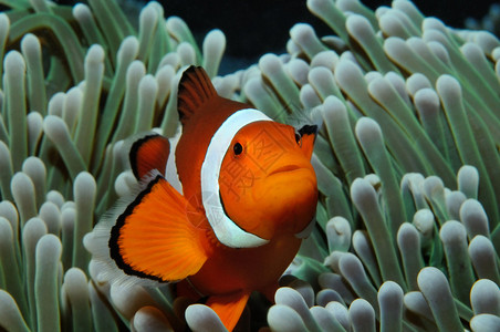 Amphiprion西面小丑鱼Olecaris图片