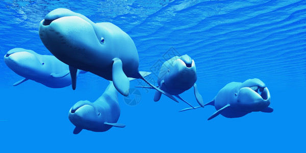 鲍头鲸用嘴中的巴林纤维来从猎物中排灌海水图片