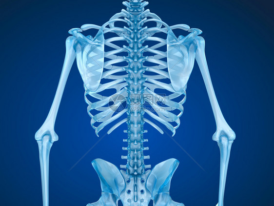 人体骨骼胸前视医学精图片