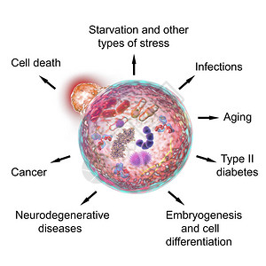 自噬的病理生功能2016年诺贝尔医学奖的3C插图显示溶酶体与含有微生物和分子的图片