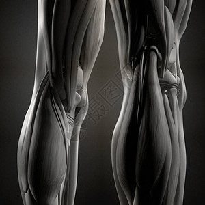 人体腿部解剖学3d插图背景图片