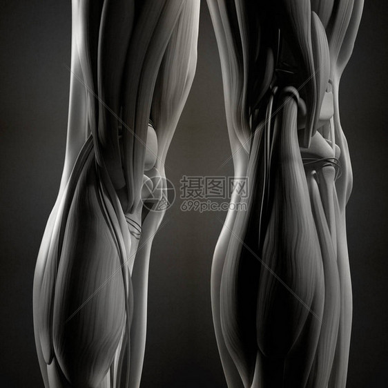 人体腿部解剖学3d插图图片