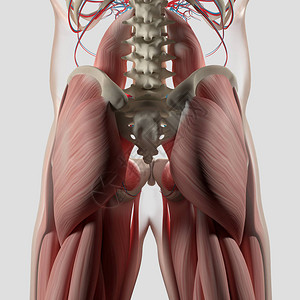 人类脊椎和骨盆解剖模图片