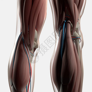 人体腿部解剖学3d插图图片