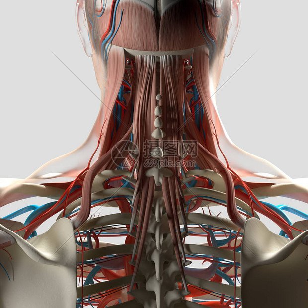 人类颈部和脊椎解剖模图片