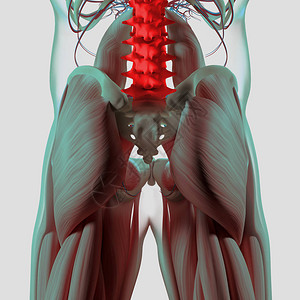 人类脊椎和骨盆解剖模图片