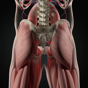 人类脊椎和骨盆解剖模图片