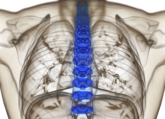 人体脊柱椎间盘解剖模型3d插图图片