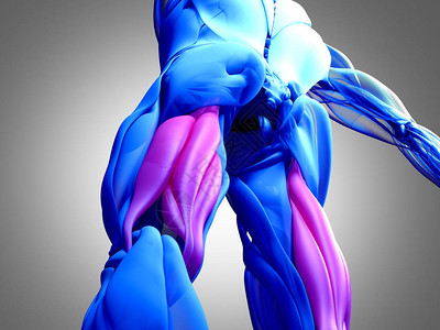 腘绳肌群解剖模型3d插图图片