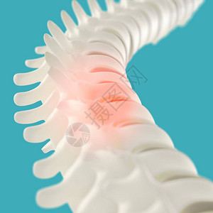 人类脊椎模型图片