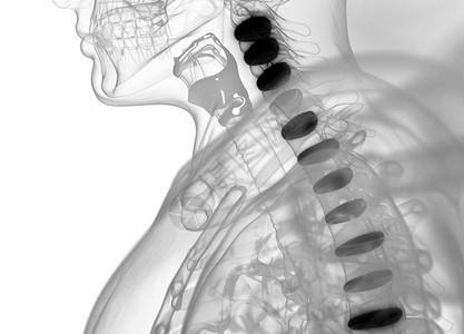 人体脊柱椎间盘解剖模型3d插图图片