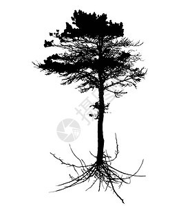 白背景上隔离的树木Silhouette根系统图片