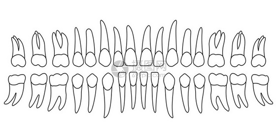 一组人牙上下颌牙冠部分和牙根牙科诊图片