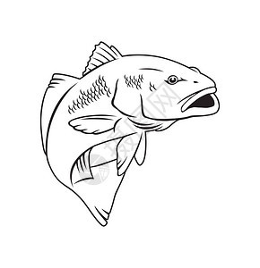 标志或印刷的红鱼钓鱼运动标志图片