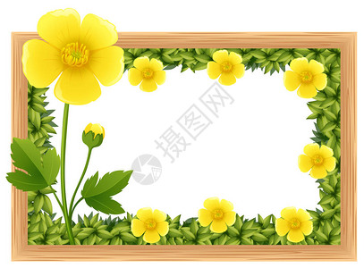 黄色毛茛花作为框架设计插图图片