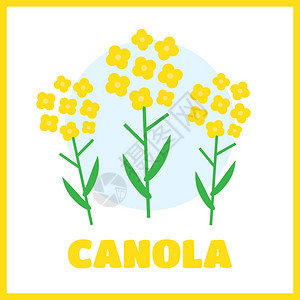 Canola花矢量插图图片