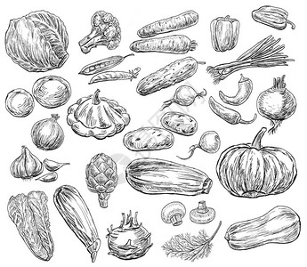 一套成熟蔬菜的铅笔画图片