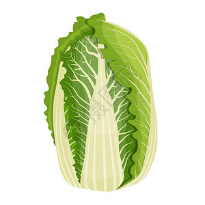 新鲜的大白菜蔬孤立的图标图片