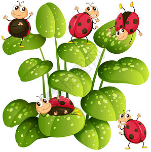 绿叶上的瓢虫插图图片
