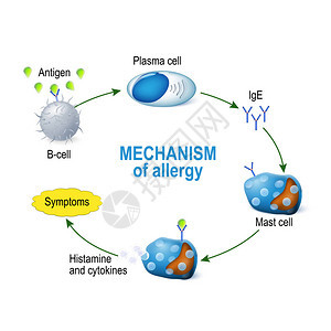过敏机制肥大细胞和过敏反应B细胞于过敏原背景图片
