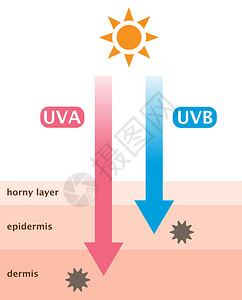信息图表皮肤插图UVA和UVB射线穿透之间的区别背景图片