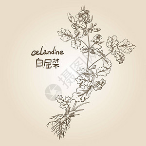 Celandine在塞皮图片