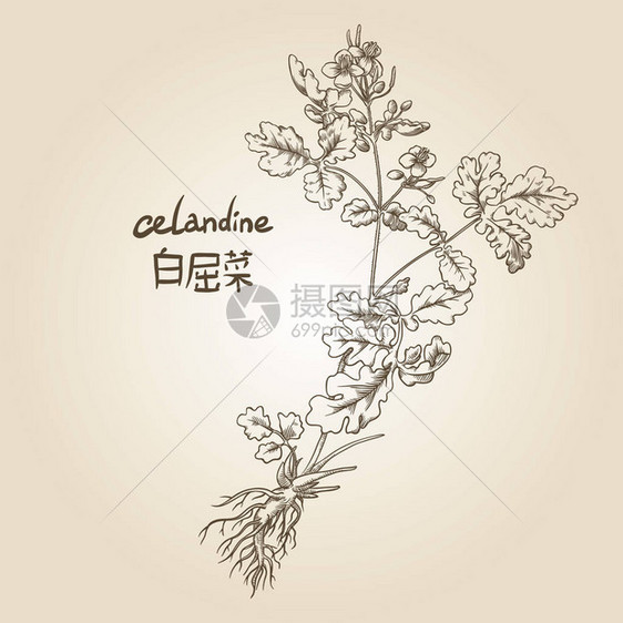 Celandine在塞皮图片