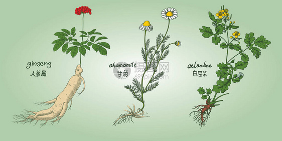 用颜色雕刻一组药草的插图图片